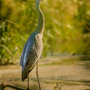 Ardea cinerea /Volavka popelavá/