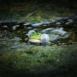 Pelophylax / Skokan zelený/