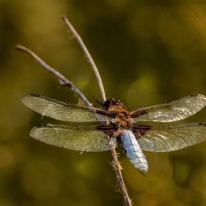Libellula depressa / Vážka plozská/