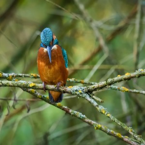 Ledňáček říční   /Alcedo atthis/