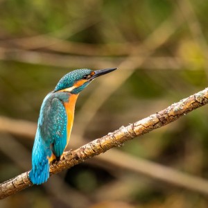 Ledňáček říční   /Alcedo atthis/