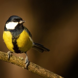 Sýkora koňadra (Parus major)