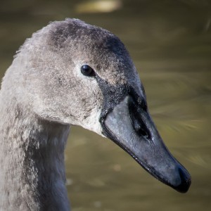 Labuť velká - mladá (Cygnus olor - young)