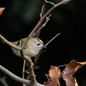 Králíček obecný (Regulus regulus)