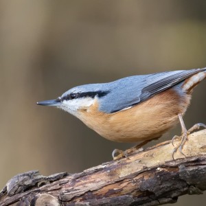 Brhlík lesní (Sitta europaea)