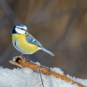 Sýkora modřinka (Cyanistes caeruleus)