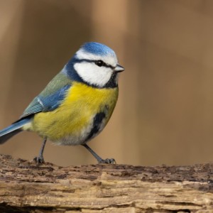 Sýkora modřinka (Cyanistes caeruleus)