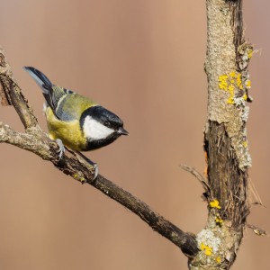 Sýkora koňadra (Parus major)