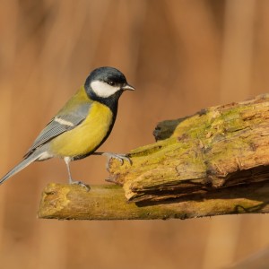 Sýkora koňadra (Parus major)