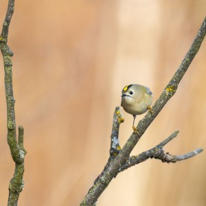 Králíček obecný (Regulus regulus)