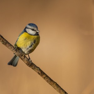 Sýkora modřinka (Cyanistes caeruleus)