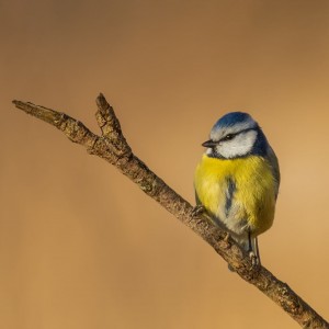 Sýkora modřinka (Cyanistes caeruleus)