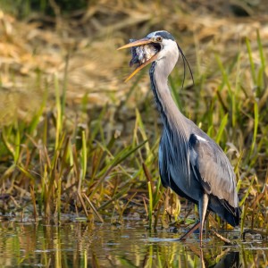 Volavka popelavá ( Ardea cinerea)