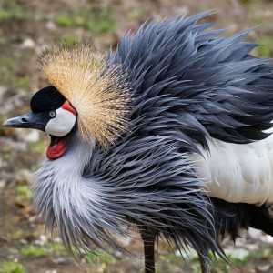 Jeřáb královský  ZOO Dvůr Králové CZ