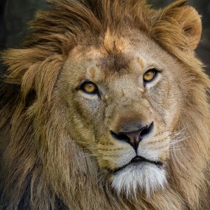 Lev   ZOO Dvůr Králové CZ