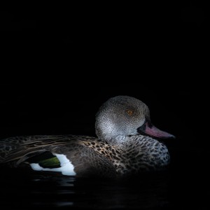 Čírka popelavá ZOO Dvůr Králové CZ