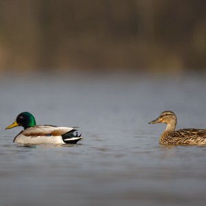 197A6058_DxO
