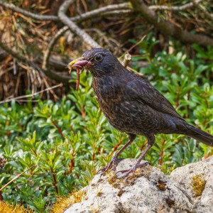 197A6223_DxO