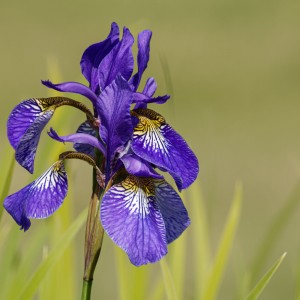 Iris
