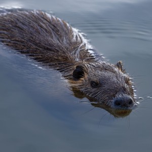 Nutrie říční