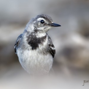 Konipas bílý - junior  /Motacilla alba - junior/