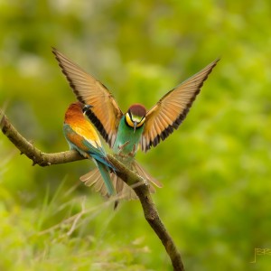 Vlha pestrá / Merops apiaster/