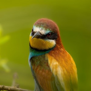 Vlha pestrá / Merops apiaster/
