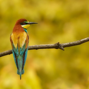 Vlha pestrá /Merops apiaster/