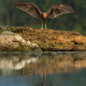 Moták pochop /marsh harrier/ Circus aeruginosus/