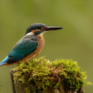 Kingfisher.......