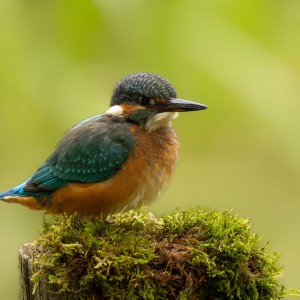 Kingfisher.......