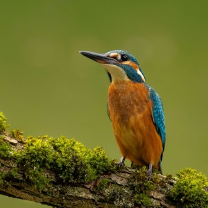 Kingfisher.......