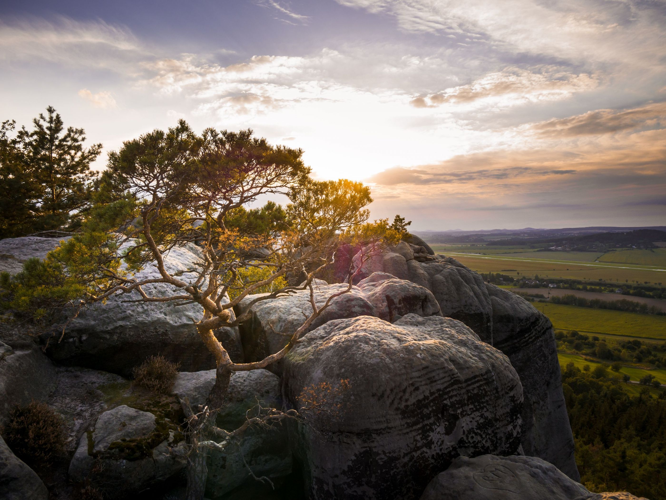 Sunset behind the small pine tree