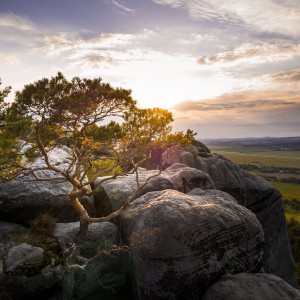 Sunset behind the small pine tree