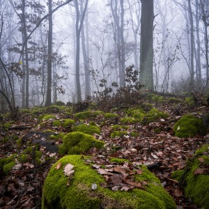 Misty forest