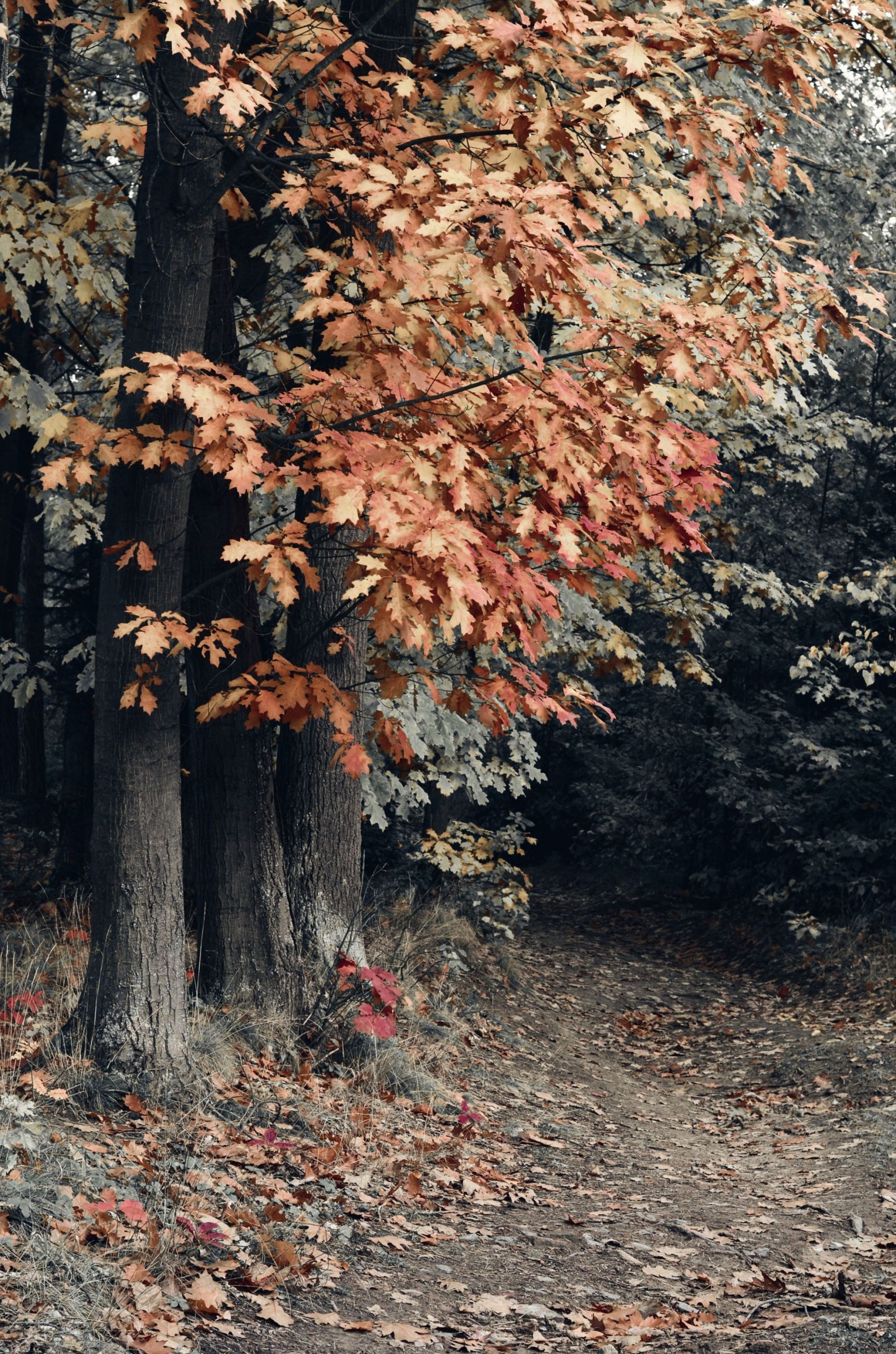 DSC_4668b