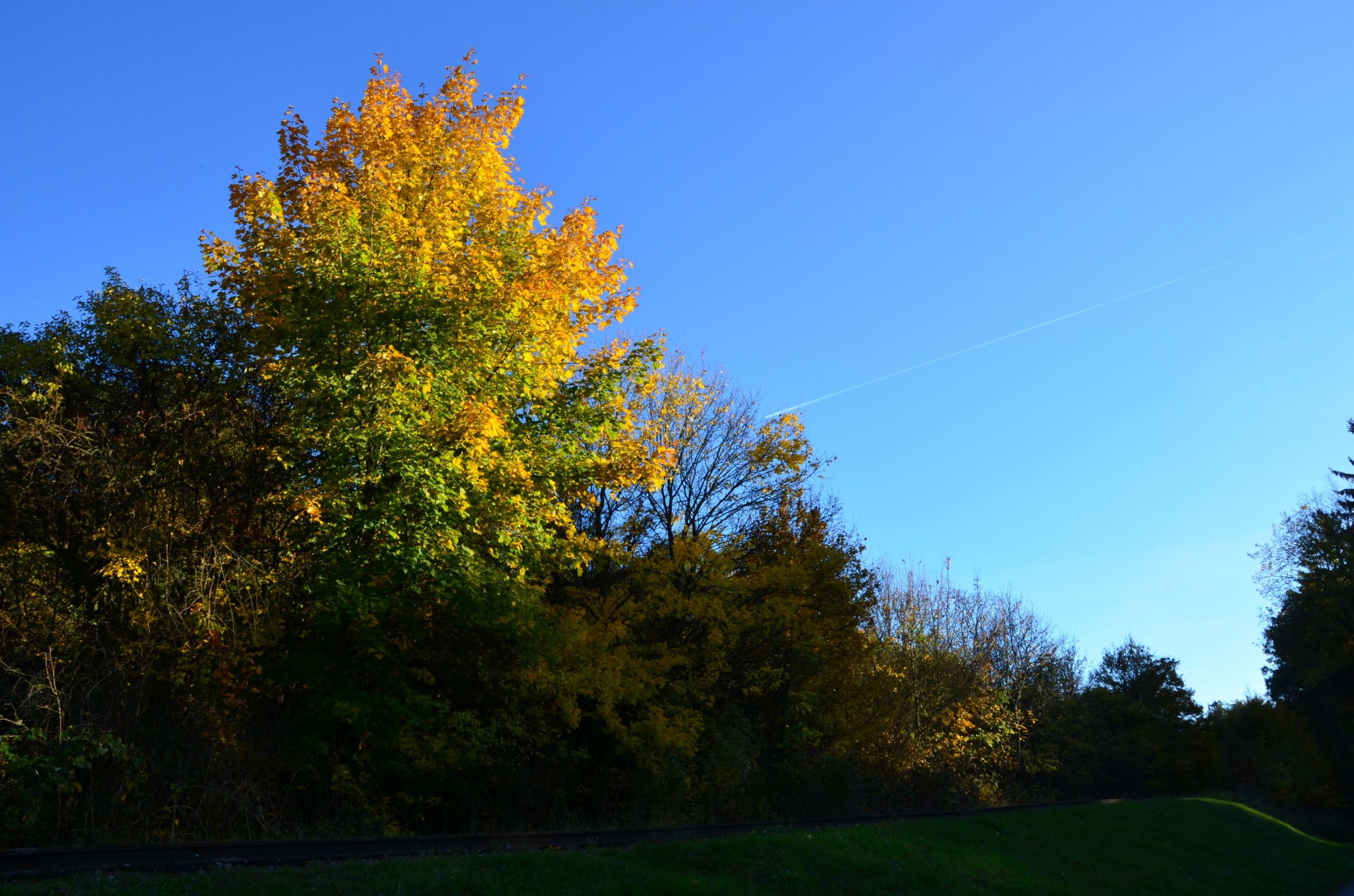 DSC_0458