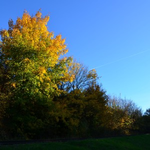 DSC_0458