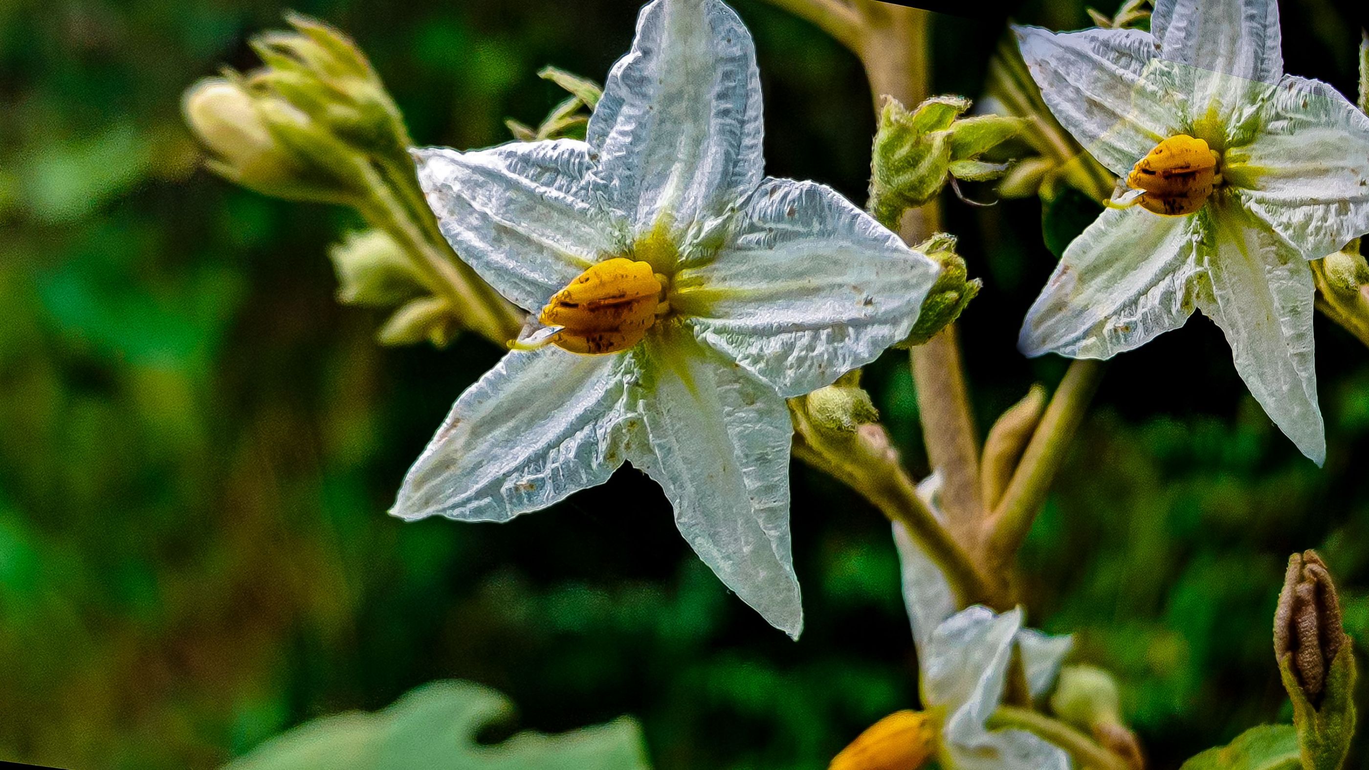 Lo sublime de la flor
