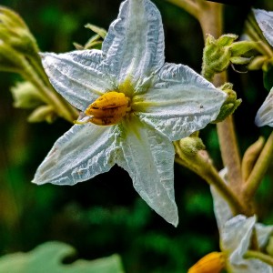 Lo sublime de la flor