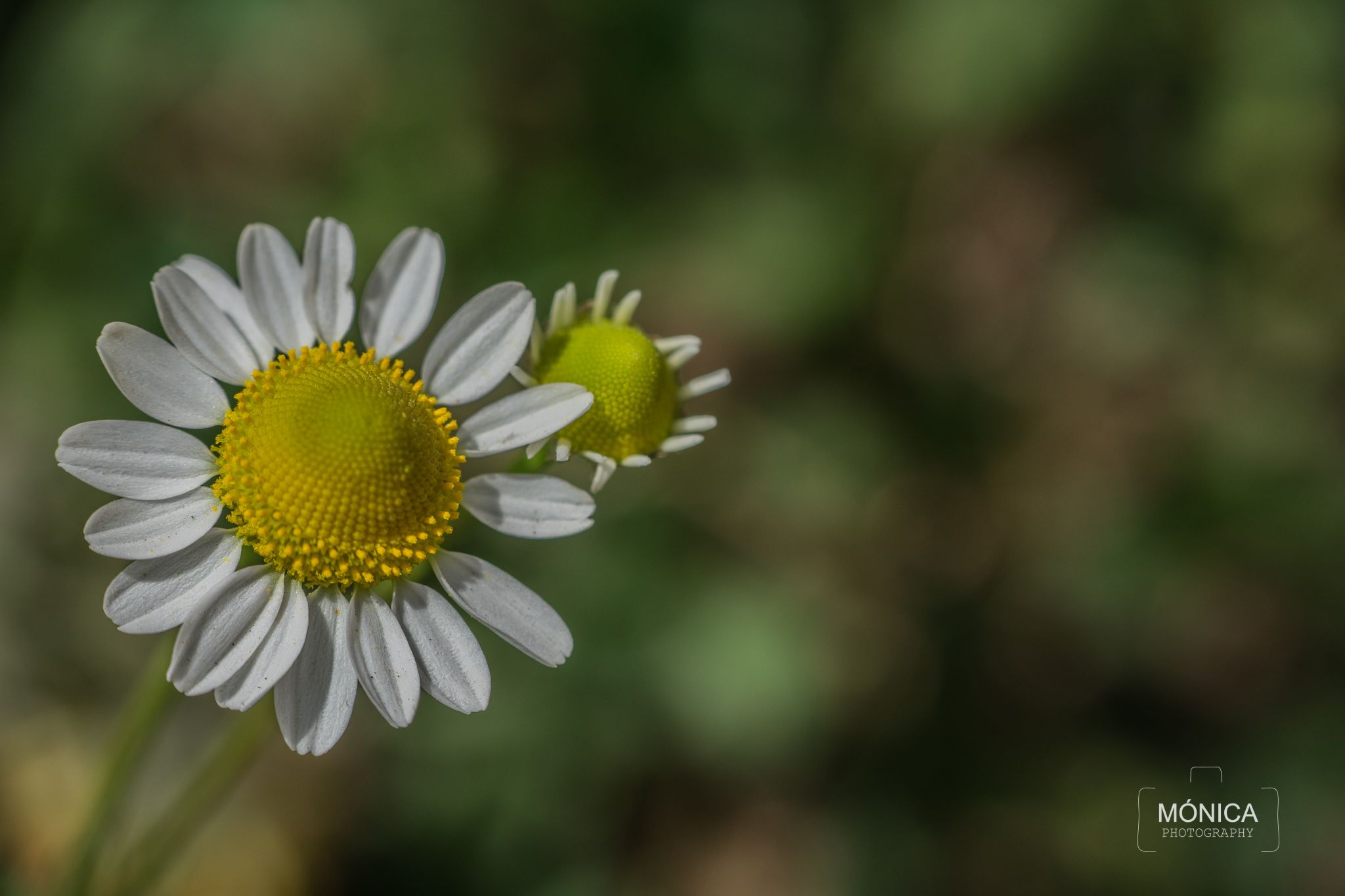 DSC_0252