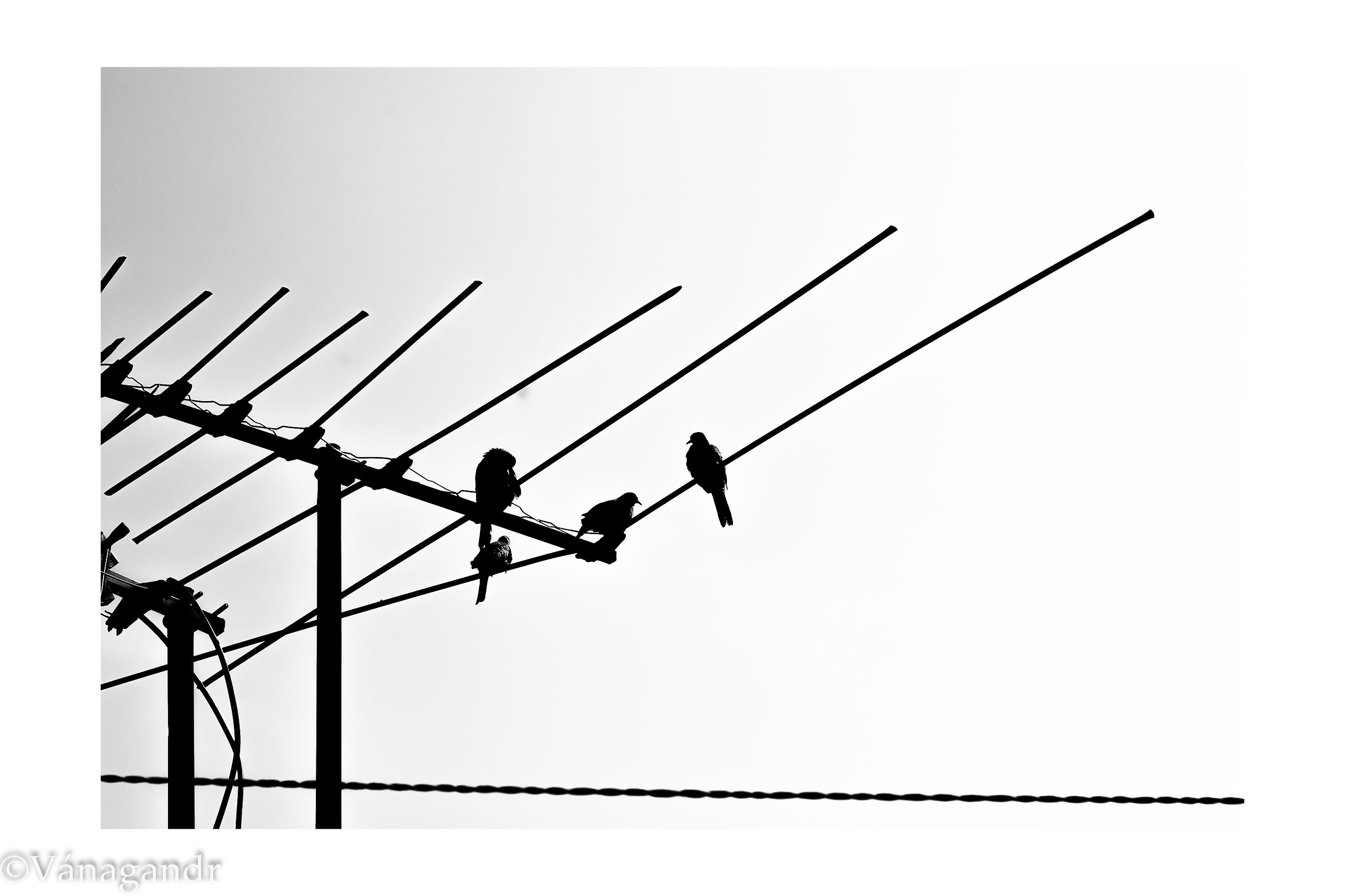 Birds.