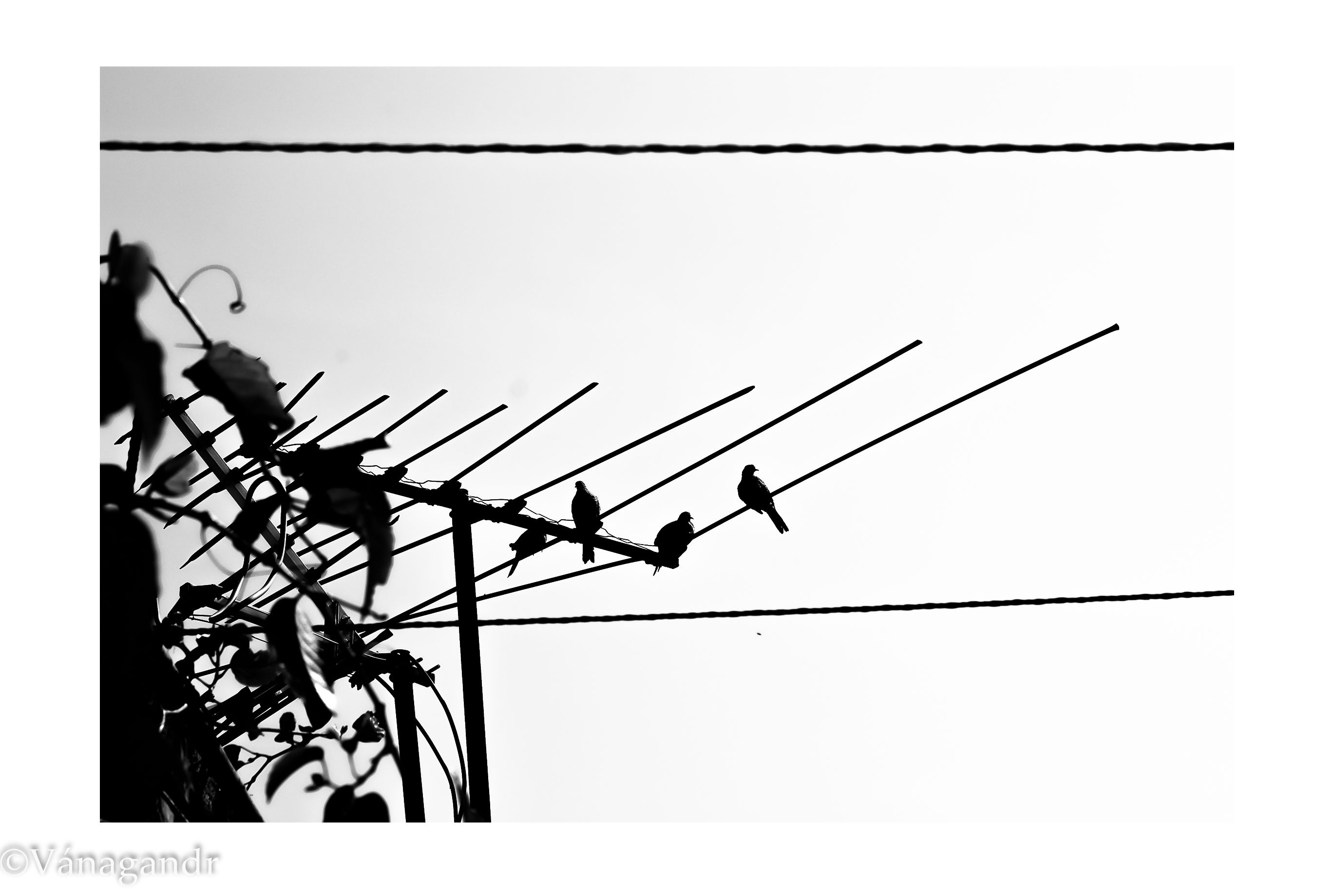 B&W Birds