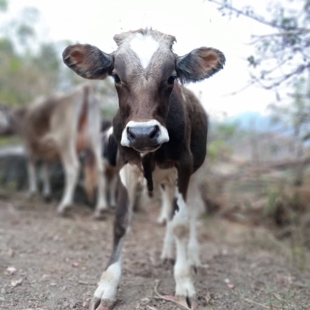 IMG_20201122_183318_153