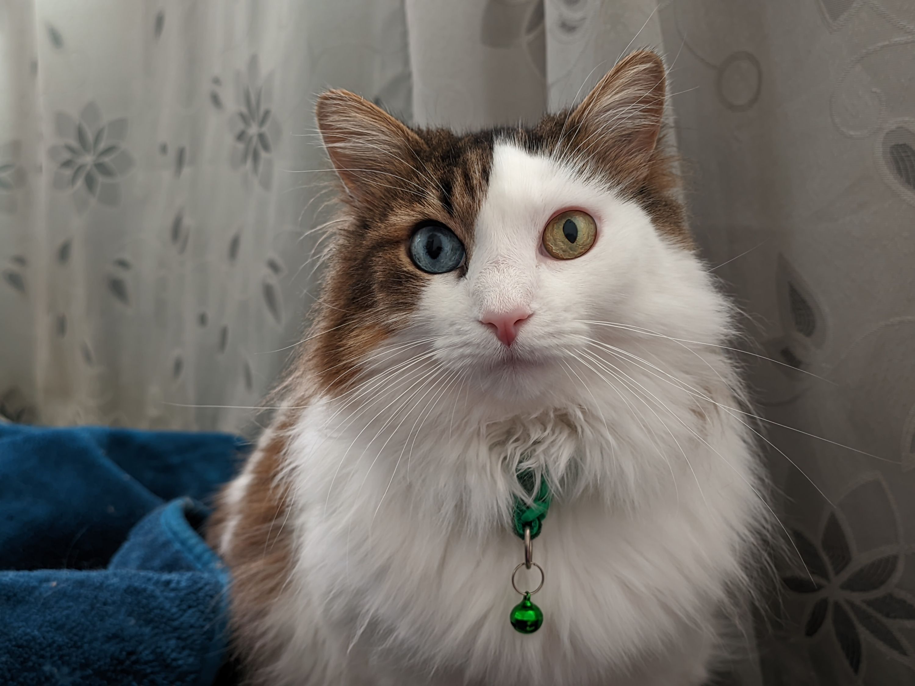 Gatos de ojos bellos