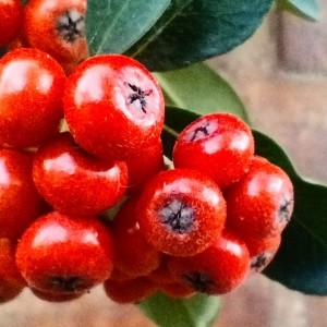 Crataegus Lore Guzmán Sileo Ph