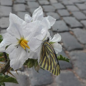 Mariposa en Flor  ~. Lore Guzmán Sileo ph ??