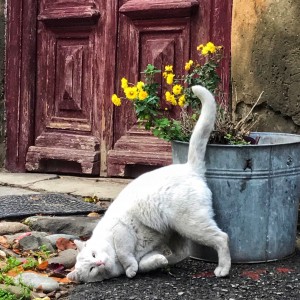 3632DFF8-CDB7-4C83-9301-6CCBDF442241