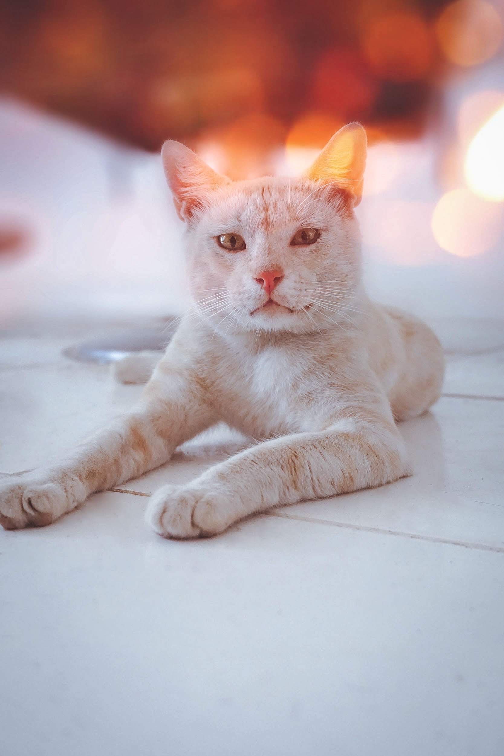 A1C93E82-2D5A-4995-8BC5-854062F20FBD