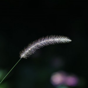 IMG_1843